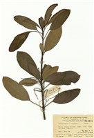 藏品(牛耳楓)的圖片